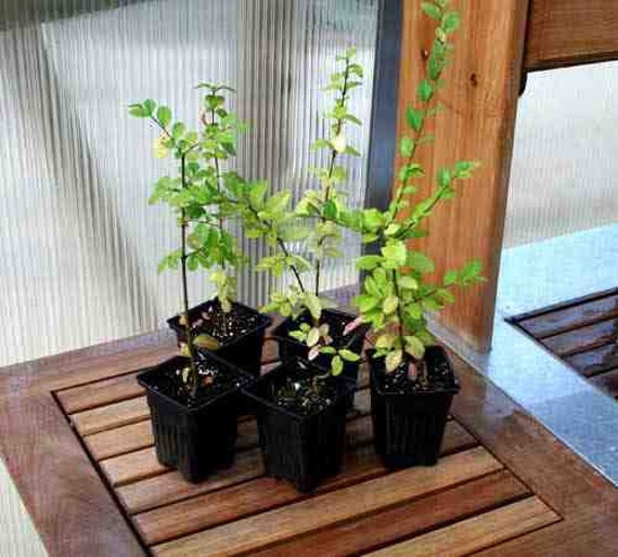 bonsai seedlings