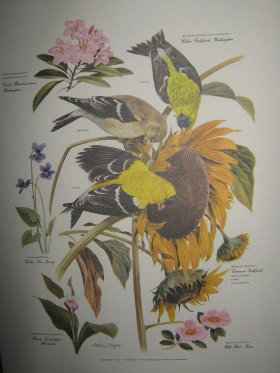 Arthur Singer Bird Prints