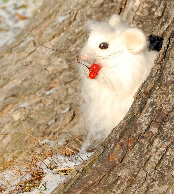 Himalayan Snow Mouse