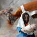 SALE: Nativity Camel Brown