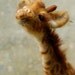 Zuri: Day 17 Needle Felted Giraffe