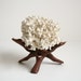 Coral Specimen on a Wooden Stand