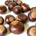 Lucky Buckeye Tree Seeds Nuts