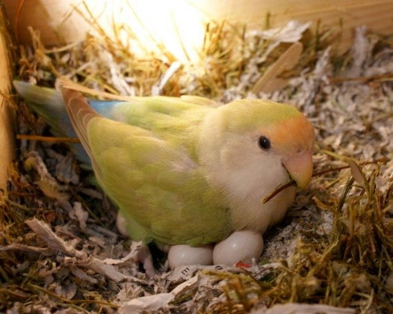 do-mother-birds-push-babies-out-of-nest-does-it-relate-to-human-touch