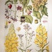 Vintage botanical illustrations by John Nugent Fitch, 1919, 3 plates, would look beautiful framed.