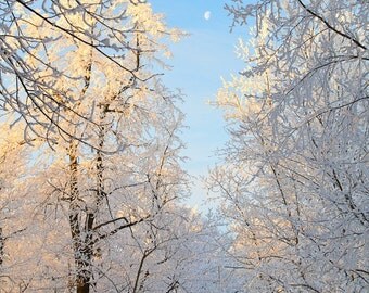 Winter Lane, 8x12 Fine Art Photograph (G1690)