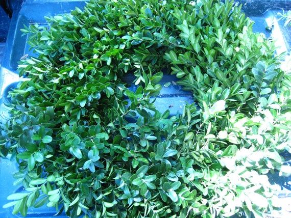 fresh cut BOXWOOD WREATH Holiday 20 inches