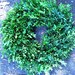 fresh cut BOXWOOD WREATH Holiday 20 inches