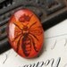 25 x 18mm glass oval cabochon - handmade - Orange Queen Bee