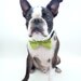 Pet Bow Tie / The "BubbaBow" Tie for Happy Pets- Green Vietnamese Silk with Leather Accent