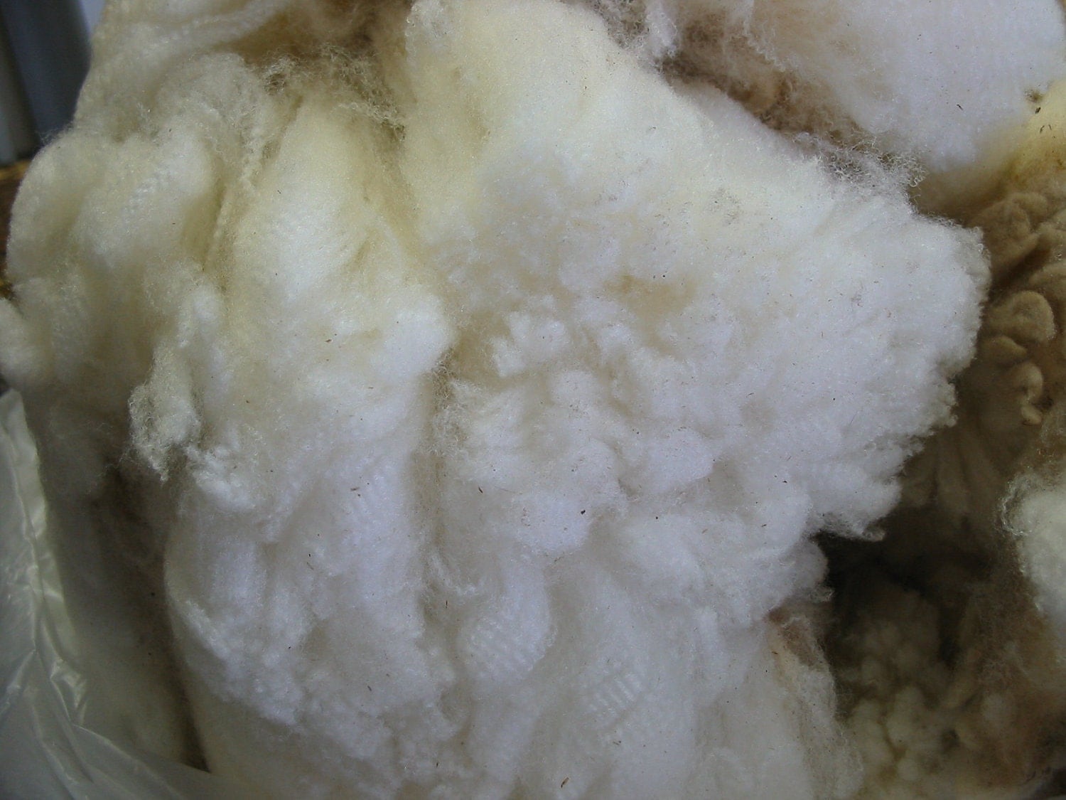 Raw Wool Fleece Fresh Off the Sheep Clarice by sistersheepcolorado