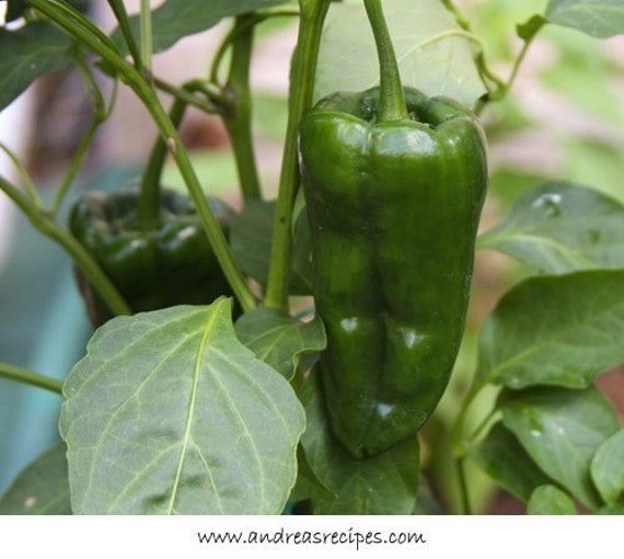 Chile Relleno Peppers