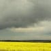 Modern Neon Landscape Photograph Canola Field 20x30 Archival Photograph