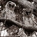 SALE - Spooky Pair of Juvenile Barred Owls - 16x20 High Quality Photo Oversized Poster Print