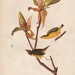 SALE 40% OFF-Vintage Audubon Bird Illustrations