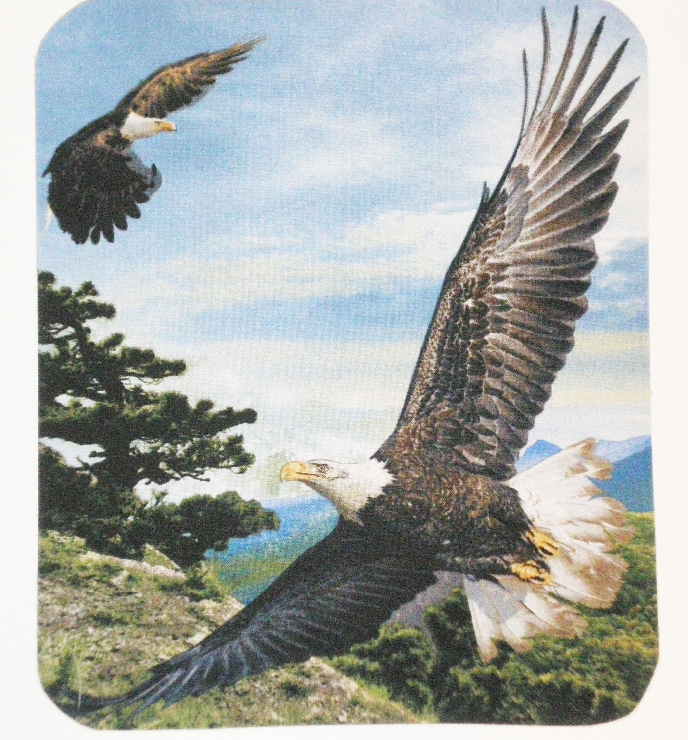 Soaring Eagle