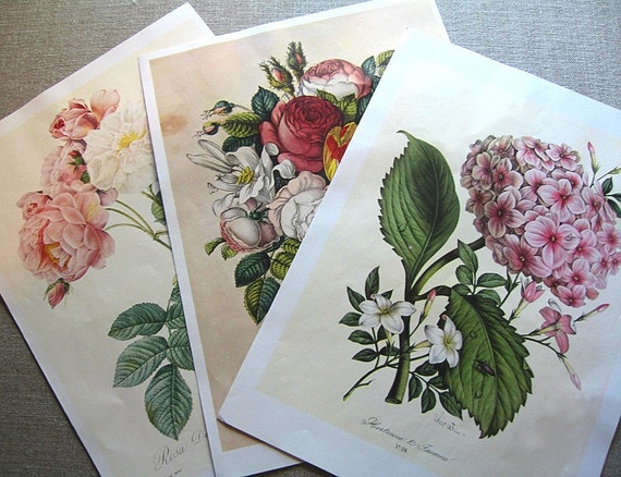 Frameable Botanical Prints-Set of Three