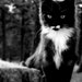 reserved for Danna Cat photography kitten black and white 5 X 7 fine art photograph