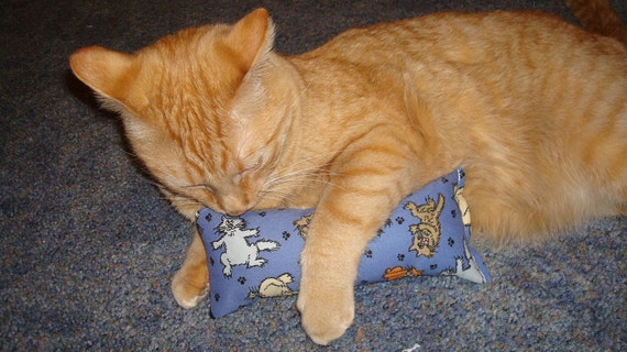 scaredy cat pillow