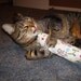 Catnip Body Pillow- Drawing Cats
