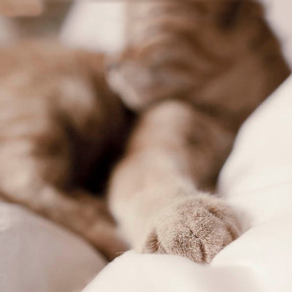 Cat Photography, marmalade ginger tabby cat, beige, orange, sepia, stripes, sleepy kitty in the  morning sun