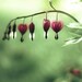 Be still my heart, a fine art flower photography print (8x8) Metallic BOGO SALE