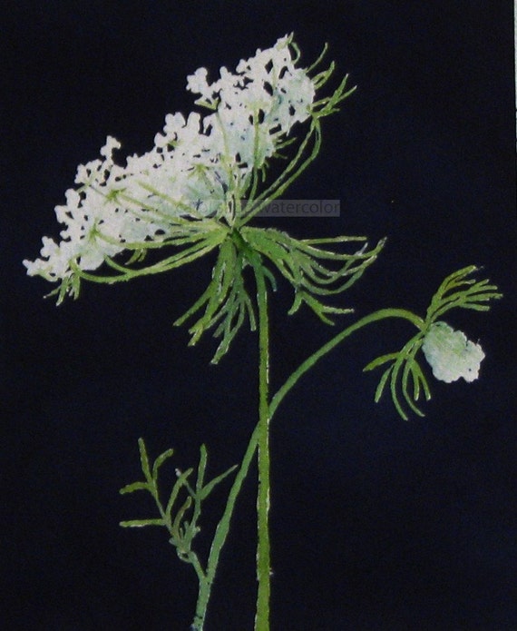 queen anne's lace watercolor archival print