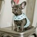 Blue Polka Dot Dog Cat Harness Vest with Collar for Boy or Girl