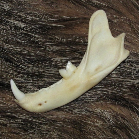 Small Bobcat Jaw Bone Discount