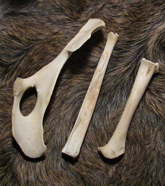 alden deer bone