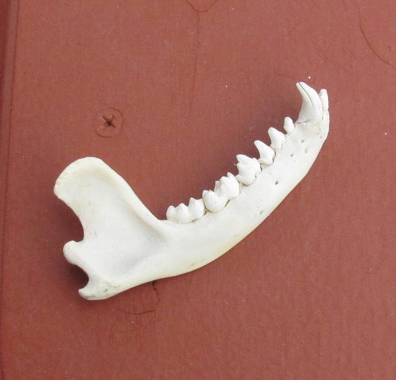 Real Beautiful Raccoon Jaw Bone by SkyBlaze on Etsy