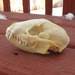 Beautiful Real Perfect Raccoon Skull