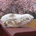 Real Beautiful Large Coyote Skull