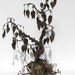 Delicate But Twisted Barbed Wire Tree With Rusty Leaves