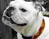 Pumpkin Patch Plaid Autumn Dog Collar Pumpkin Patch Plaid Autumn Dog Collar