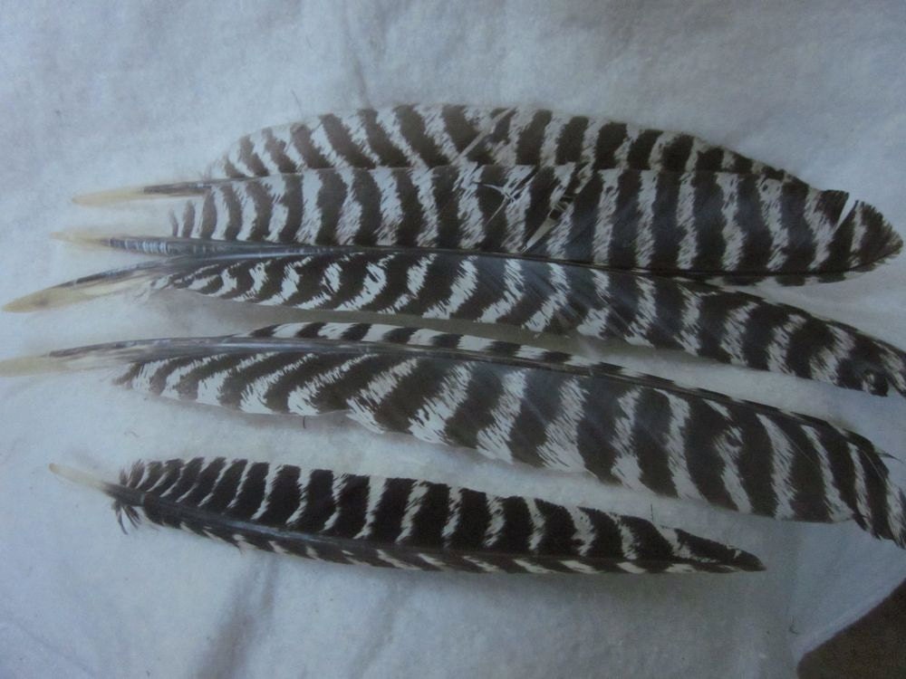 Five Eastern Wild Turkey Wing Feathers by Manland on Etsy