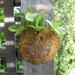 Smal Clay Leaf Wall Pocket - Made with Real Geranium Leaf - Flower Holder or Dried Arrangement