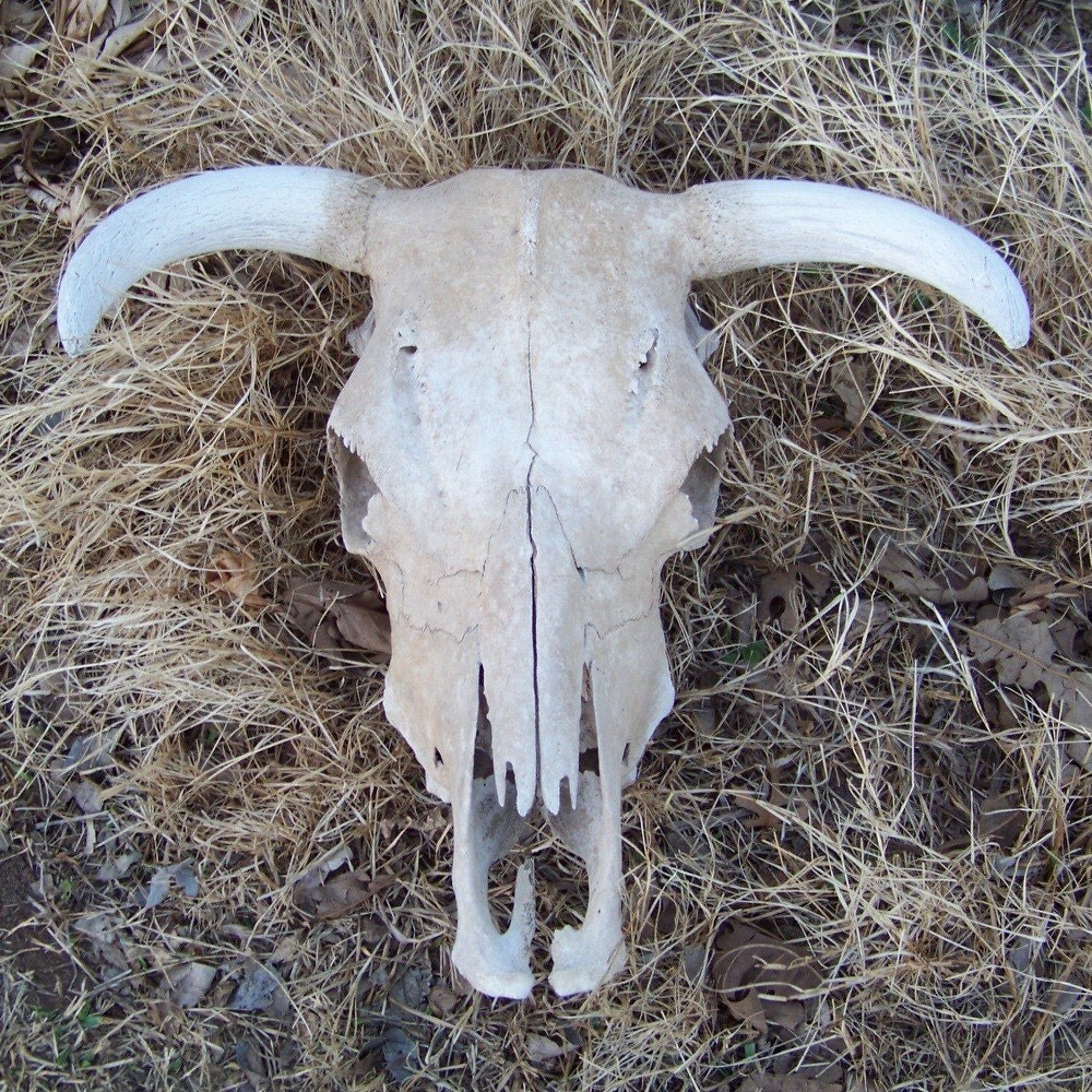 Magnificient vintage bull skull huge western old west