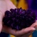 Plum Pom Pom Flower Hair Clip