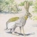 1918 Vintage ATELOPE JACK RABBIT Print by Louis Agassiz Fuertes