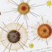 ERNST HAECKEL Lithograph PL XV -- Acanthometra