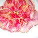 Chiffon Hot Pink Flower- Brooch or PIN( Free Shipping)
