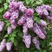 13lilacs