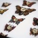 Cabinet of Curiosities Specimen no. 7 -The Scarlet Moth Eye Flies - original 3D insect paintings by Mab Graves