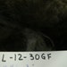 Raw Whole Fleece Llama Fiber L 12 30GF