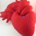 stuffed anatomical heart