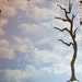 Quickutz Set of Tall Tree Border Die Cuts