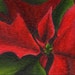Original ACEO Floral Painting - ATC Art Red and Green Poinsettia Christmas in July