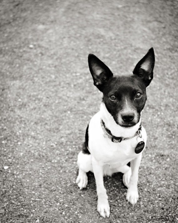 black and white rat terrier stuffed animal