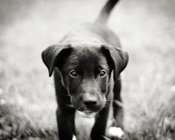 Items similar to Shelter Puppy Black and White Photography 